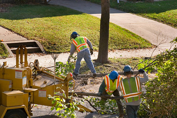 Tree and Shrub Care in Prairie View, TX